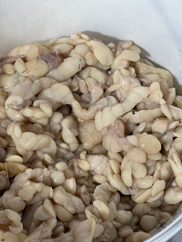 Python fat – Pearls Organic